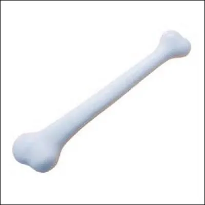 Quel os du corps humain a un nom qui signifie flûte en latin ?