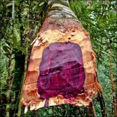 Qu'est-ce que c'est ?