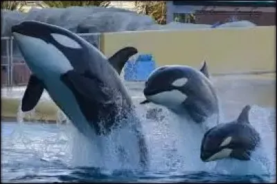 Quel &acirc;ge a Keijo ? (en 2016)