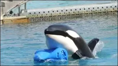 Quelle est la date d'anniversaire de Keijo ?