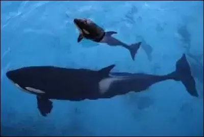 Quelle est la m&egrave;re de Keijo ?