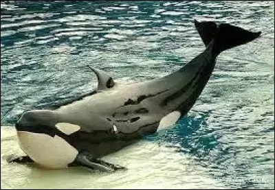 Keijo a-t-il des enfants ?