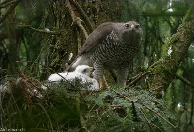 Avoir "l'aire" d'un faucon !