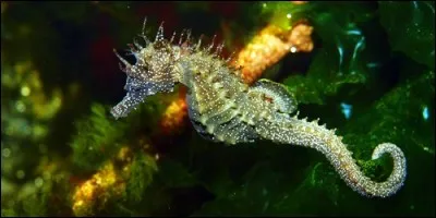 Quel est l'autre nom de l'hippocampe ?