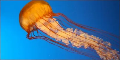 La méduse a 6 yeux.