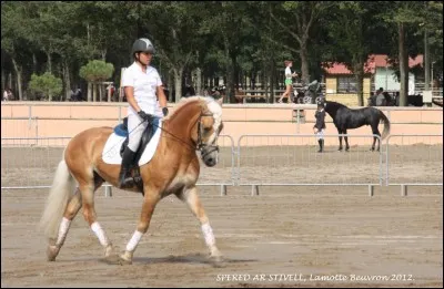 Quelle est cette race ?