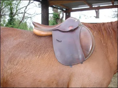 Pourquoi faut-il mettre un tapis de selle ?