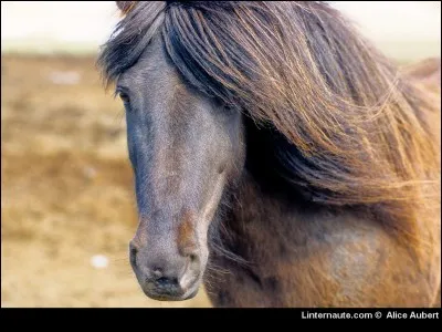 Quelle est cette race de poney ?