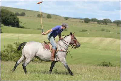 Quelle est la meilleure race de cheval pour le polo ?