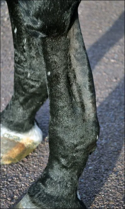 Quelle est cette partie du corps du cheval ?