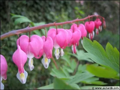 Quel est le nom courant de cette plante dont les fleurs ont une forme de cur ?