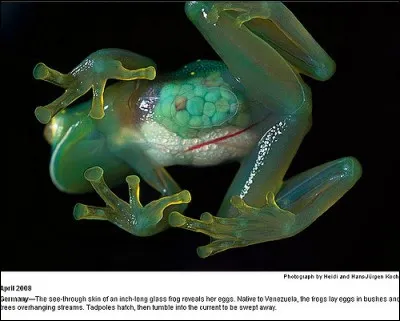 Trouvez la citation qui vous paraît convenir à cette grenouille !