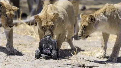 Quels félins voyez-vous sur la vidéo ?