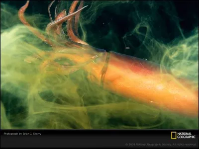 Ce calmar est couramment appelé "Diable rouge", dans quel pays, l'équipe nationale de football porte-t-elle ce nom ?