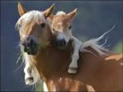 Lequel de ces films est un Disney ?
(L'image du haut n'a aucun rapport)