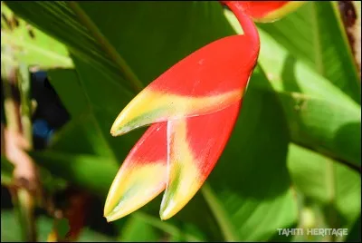 A qui est cette pince ?