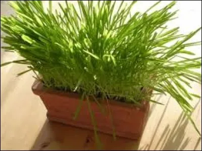 Qui va se régaler ?