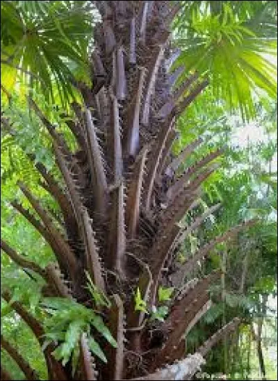 Quel animal donne son nom à ce palmier ?