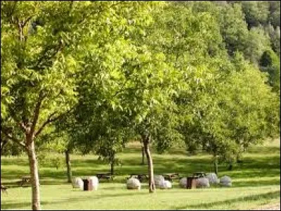 L'homme de Cro-Magnon consommait déjà ce fruit dont il existe diverses variétés telles Corne, Franquette, Grandjean et Marbot. Ce fruit a obtenu une appellation d'origine contrôlée en Périgord. Il s'agit de :