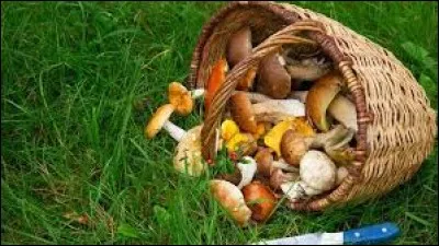 Encore un symbole du Périgord que l'on cueille à l'automne, et avec lequel on confectionne des plats plus délicieux les uns que les autres, ou que l'on mélange à tout un tas de spécialités dans le but de leur donner un subtil parfum. Cet emblématique champignon périgourdin est :