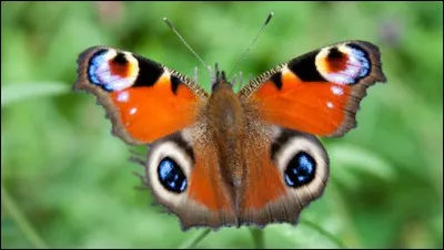 P - Le "papillon" est un insecte lépidoptère.