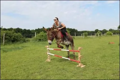 Quel est le record de saut de Gribouille montée ?