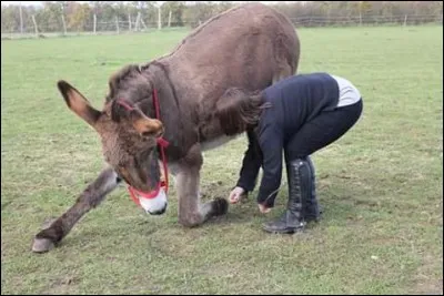 Lequel de ces tours Gribouille ne connaît-elle pas ?