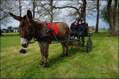 Comment Anne & Victoire ont-elles choisi leurs grooms pour leur dernier concours ?