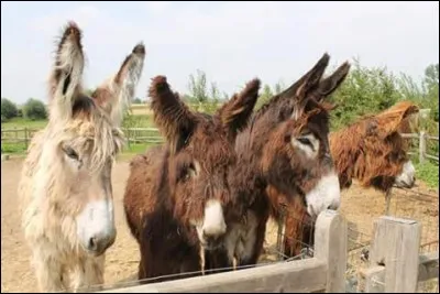 Où Anne n'est-elle jamais allée ?