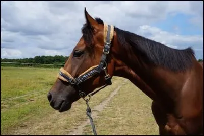 Comment s'appelle ce cheval ?