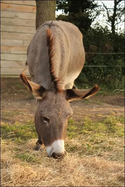 Où ont-elles acheté Pépita ?