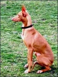 Quelle est la race de ce chien ?