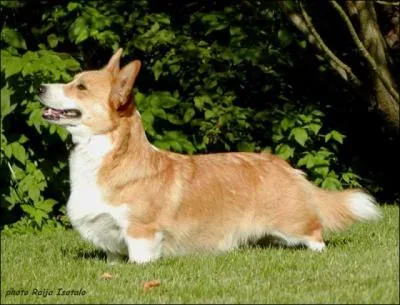 De quelle race est ce chien ?