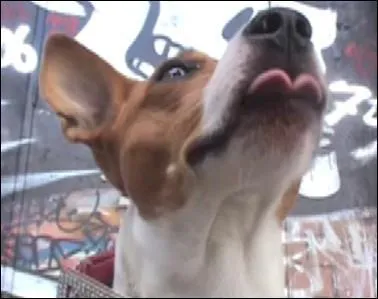 De quelle race est ce chien ?