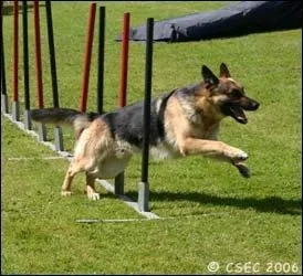 Quel sport canin pratique ce chien ?