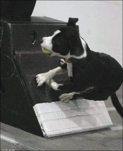 Quel sport canin pratique ce chien ?