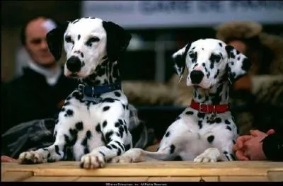 Dans quel film jouent ces chiens ?