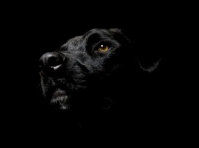 Quelle est la race de ce chien ?