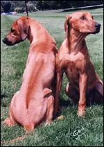 Quelle est la race de ces chiens ?