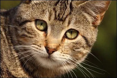 Quel chef s'appelait Moustache en tant que guerrier ?