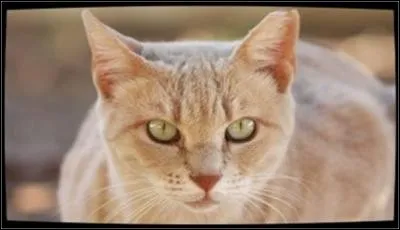 Quelle est cette chatte ?