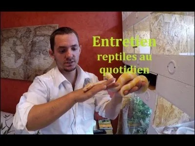 Quel animal a Snakereptile ?