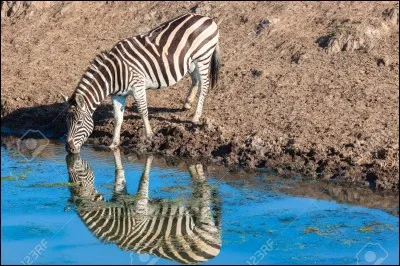 Quel est cet animal ?