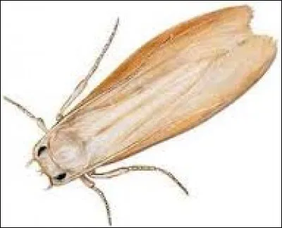 Quel insecte fait des trous dans les vêtements ?