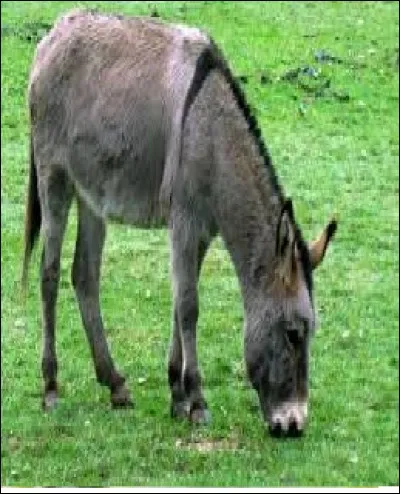 Sophie avait eu un âne