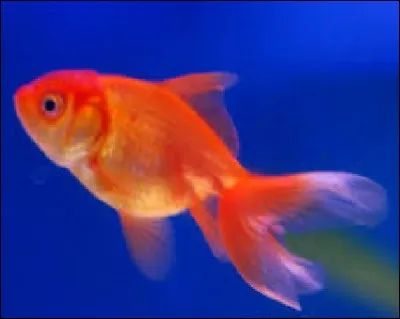 La maman de Sophie a des poissons