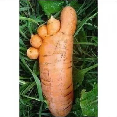 Race de poules, excellentes pondeuses !