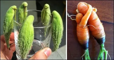 Augmentation du nombre des globules blancs !