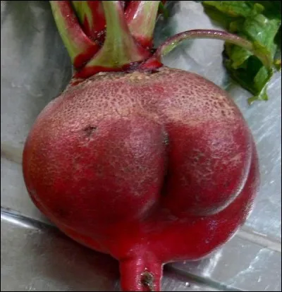 Liquide abondant dans le jaune d'oeuf et le système nerveux !