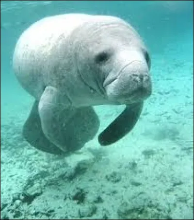 Quel est cet animal ?